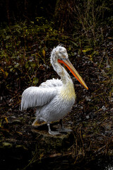 A Dalmatian pelican standing gracefully by the water's edge amidst lush vegetation. The vibrant orange beak contrasts beautifully with the bird's soft white and yellow plumage