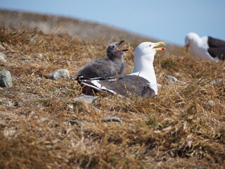 Isla Magdalena, Chile
