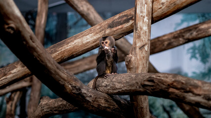 A curious capuchin monkey sits on a tree branch, holding a small treat in its hands. The natural wooden environment and the monkey's expressive