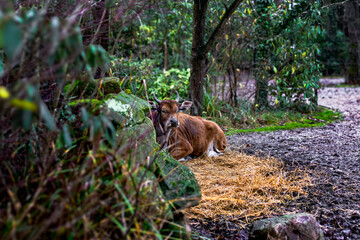 Fototapeta premium A serene image of a cow comfortably resting on a bed of straw in a lush forest setting. Surrounded by greenery and natural elements