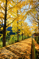 Naklejka premium 銀杏