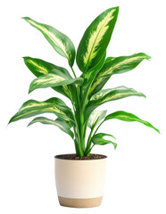 PNG Potted plant houseplant decoration botanical.