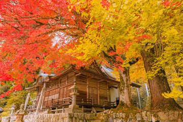 秋の神社