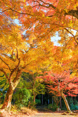 紅葉