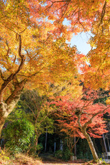 紅葉