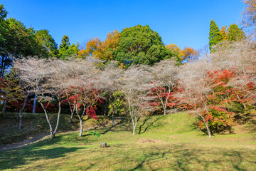 四季桜