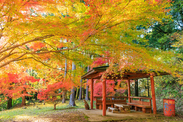 紅葉