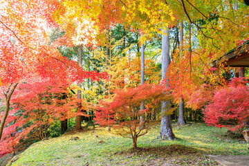 紅葉