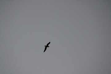 eagle in flight