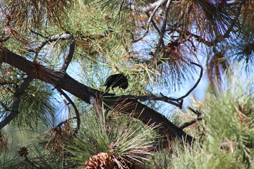 crow on a tree