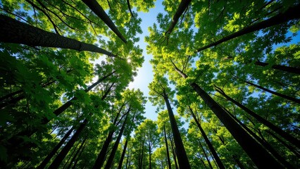 Obraz premium Beneath towering trees, lush green leaves form a canopy with dappled sunlight filtering through, casting warm patterns on the forest floor below