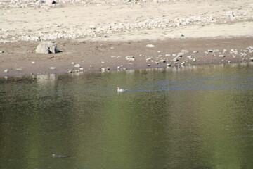 birds in the water