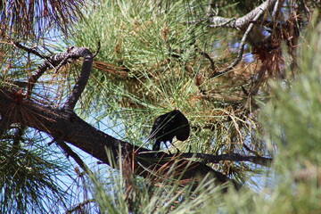 bird in the tree