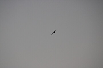 birds flying in the sky