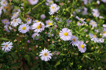 chrysanthemums in the garden

