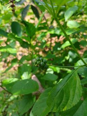 beautiful lantana seed in the garden