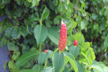 close-up macro  cylindrical bright red blossom rising above smooth medium green leaves against a backdrop of dense green vines