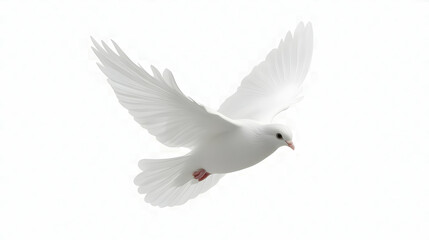 Obraz premium White Dove Soaring Gracefully with Outstretched Wings Against a Soft White Backdrop