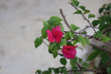 close-up macro two bright red blossoms at the end of a branch with small oval medium green leaves