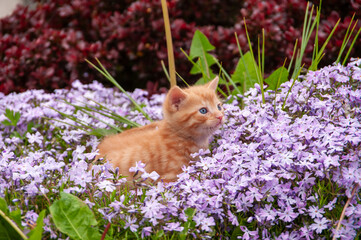 A small orange kitten is sitting in a bed of purple flowers © Ryszard