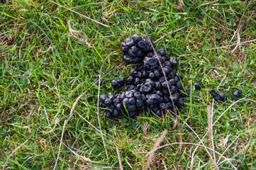 A pile of black berries on the grass