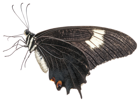 PNG A blue butterfly photography background animal.