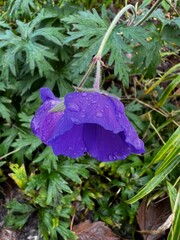 Purple flower in the garden