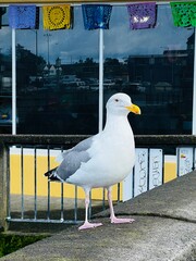 Seagull on bridge