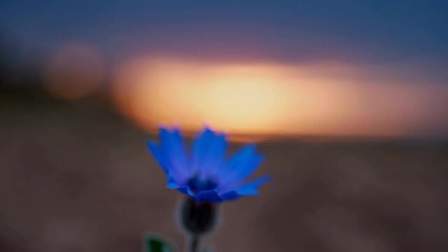 Blue cornflower against a sunset backdrop, serene nature view. Tranquility and beauty in the wild concept