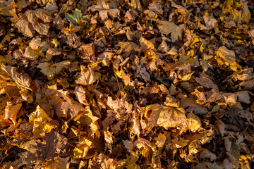 Early morning light on a carpet of yellow, brown and orange fallen autumn leaves