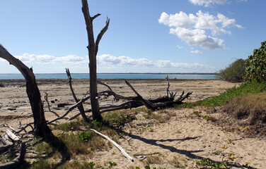 Fallen trees at a beach with sand and the ocean at Point Vernon at Hervey Bay in Queensland, Australia
