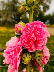 Pink flowers in garden