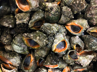 Gathered sea snails displayed in a local market during the morning hours