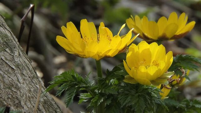 [4K] Early Spring Fukujuso (Adonis ramosa): Golden Blossoms Blooming on the Sunlit Forest Floor 【4K】早春の訪れを告げる福寿草：深山の森で黄金色に輝くフクジュソウと癒やしの自然風景素材 撮影日：20240404-3