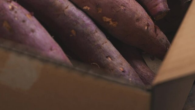 段ボールで届いた採れたてのサツマイモ