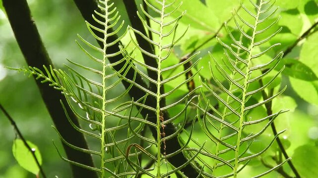 [4K] Sunlit Yamasotetsu Ferns in a Fresh Green Forest: Beautiful Dappled Sunlight and Nature Scenery 【4K】新緑の森に輝くヤマソテツ：木漏れ日が降り注ぐシダ植物の美しい風景素材 撮影日：20240720-1