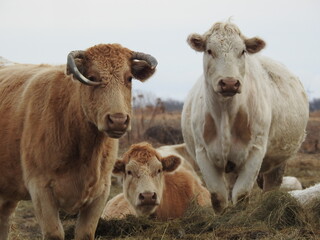 Curious cows enjoying a crisp January morning in the field
