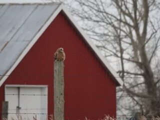 Lone Short Eared Owl sitting on a fence post 