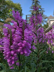 Obraz premium Pretty purple flowers in the garden, copy space, blue background