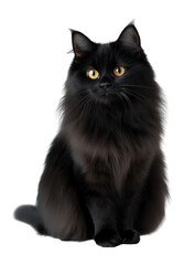 Obraz premium PNG Manx cat pet photography portrait.