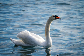 swan on the lake