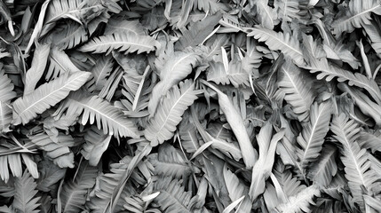 Fallen banana leaves on ground, tropical garden background, nature texture, design element