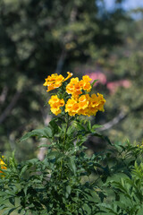 Thong Urai has bright yellow flowers.