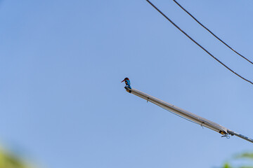 Kingfisher is a small bird. It is approximately 13-16 centimeters long.