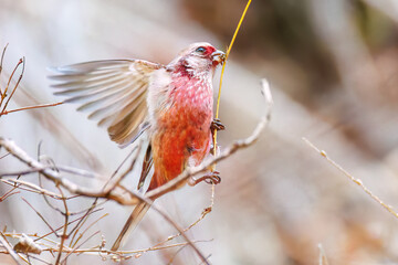 雄の
飛翔する可愛いベニマシコ（アトリ科）
英名学名：Long-tailed Rosefinch (Uragus sibiricus)
神奈川県清川村早戸川林道2025年
