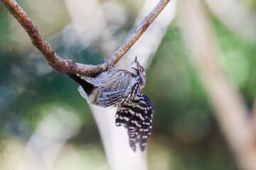 飛び立つ可愛いコゲラ（キツツキ科）
英名学名：Japanese pygmy woodpecker (Dendrocopos kizuki)  
神奈川県清川村早戸川林道2025年
