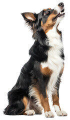 Fototapeta premium PNG Border Collie collie dog animal.