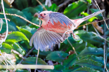 雄の
飛翔する可愛いベニマシコ（アトリ科）
英名学名：Long-tailed Rosefinch (Uragus sibiricus)
神奈川県清川村早戸川林道2025年

