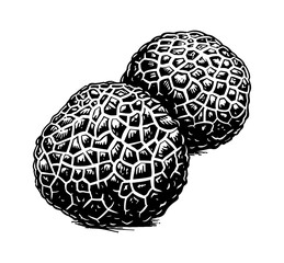 Obraz premium truffle engraving black and white outline