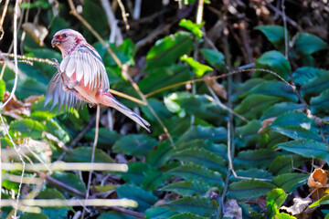 雄の
飛翔する可愛いベニマシコ（アトリ科）
英名学名：Long-tailed Rosefinch (Uragus sibiricus)
神奈川県清川村早戸川林道2025年
